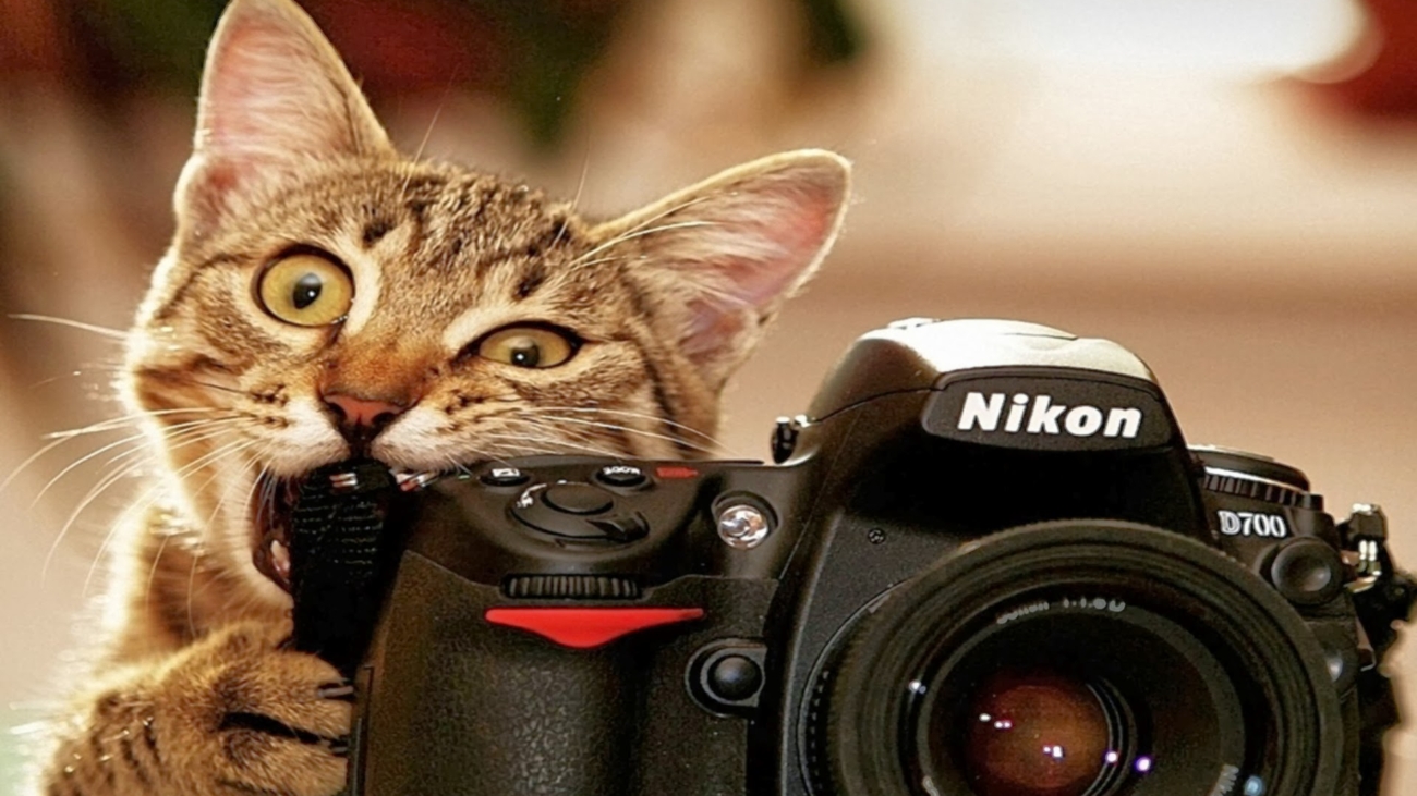 funny-cat-anima-biting-camera-nikon-hd-wallpaper-1920x1200