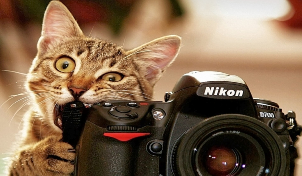 funny-cat-anima-biting-camera-nikon-hd-wallpaper-1920x1200